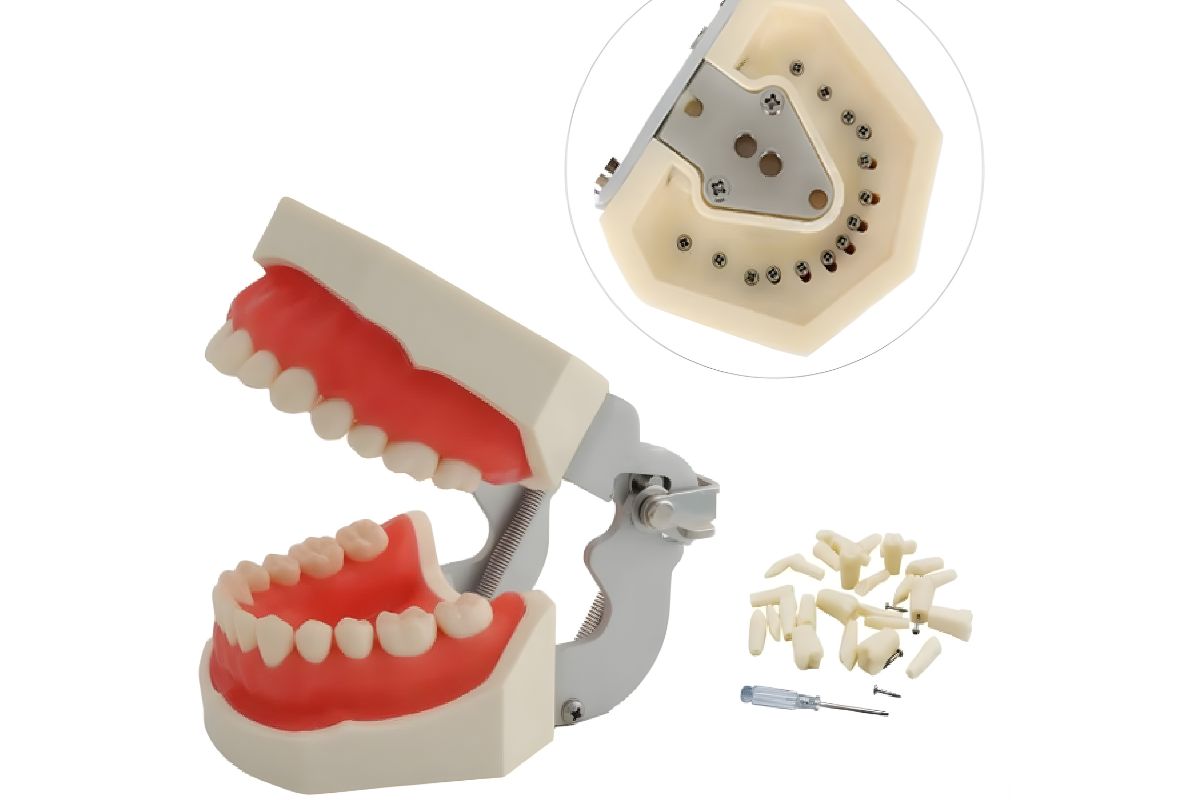 dental teeth model by wali dental supply