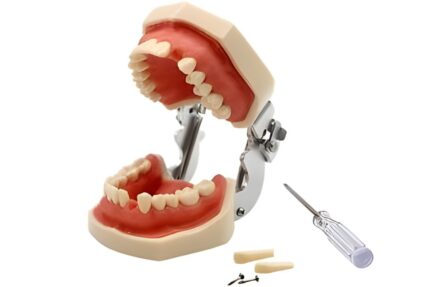dental teeth model by wali dental supply